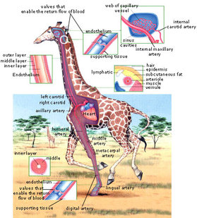 giraffe heart diagram